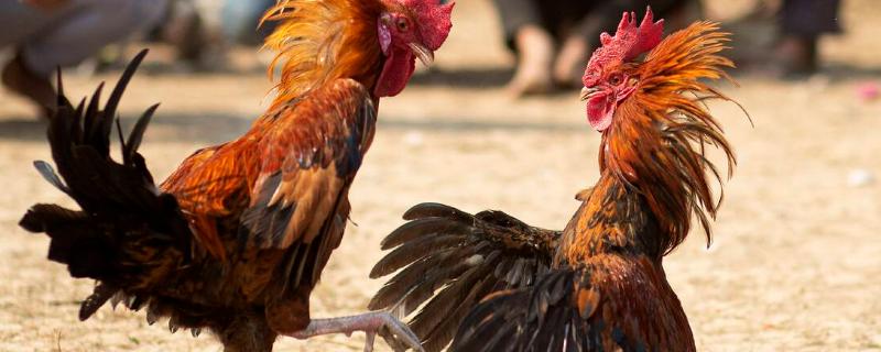 斗鸡的养殖技术 斗鸡的养殖技术及疾病防治