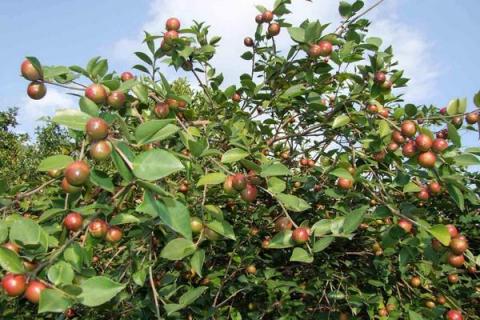 油茶知识及种植