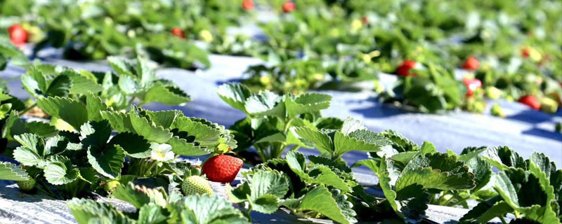 露天草莓种植时间和方法 草莓露地种植时间