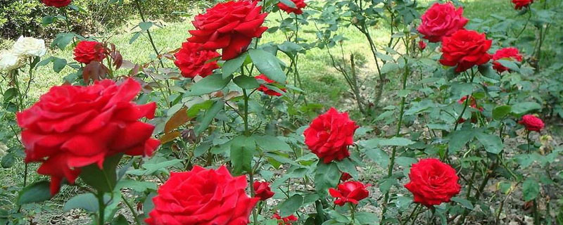玫瑰花种植方法全过程 玫瑰花种植步骤