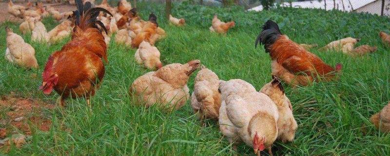 土鸡养殖方法，怎样辨别土鸡（土鸡如何饲养）