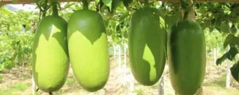 南美洲火腿瓜种植方法（火腿甜瓜种植技术）