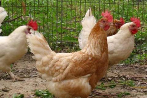 现代养鸡业鸡种包括