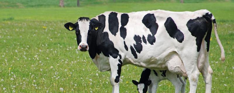 奶牛有角吗，奶牛是公牛还是母牛 奶牛有角的吗