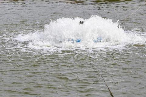 基围虾养殖技术条件，基围虾是淡水虾还是海水虾