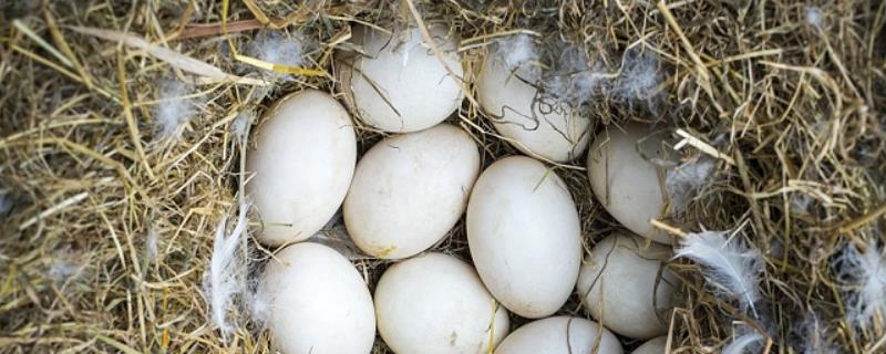 鸭子多久下蛋，鸭子下蛋前的征兆 鸭子多久下蛋?