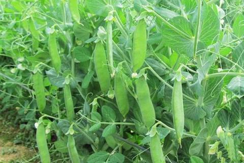 菜豌豆种植技术