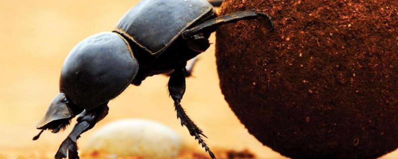 蜣螂的母性表现，蜣螂是屎壳郎吗 龇螂是什么