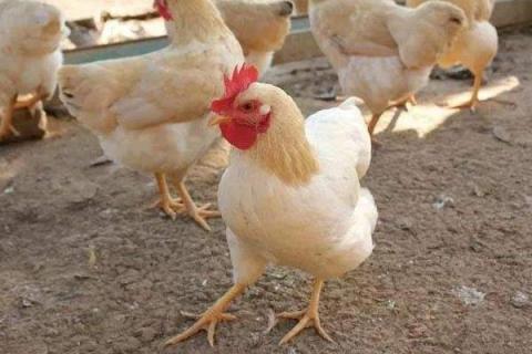 现代养鸡业鸡种包括