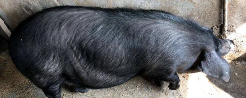白猪和黑猪有何区别，附猪的种类 白猪与黑猪的区别