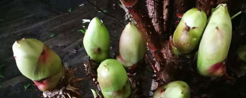 刺龙苞怎么种植