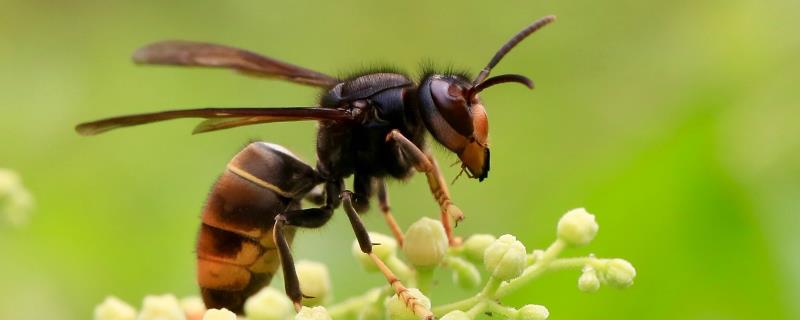 养蜜蜂怎么防马蜂，马蜂咬人后会有什么症状