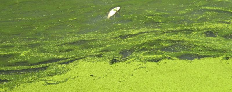 鱼池蓝藻怎么处理，是如何形成的（鱼池蓝绿藻如何处理）