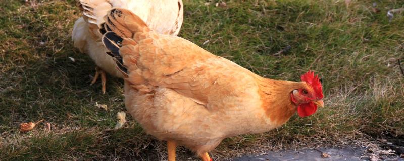 鸡一年能下多少蛋，下蛋需要公鸡吗 鸡一年能下多少个蛋