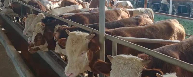 牛怎么喂才能肥得快，有哪些小技巧 牛如何喂养能快速肥大