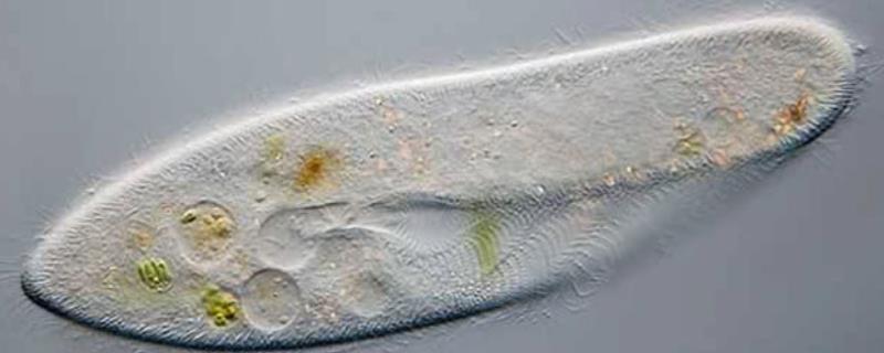 草履虫怎么培养，草履虫是什么生物 草履虫是什么?