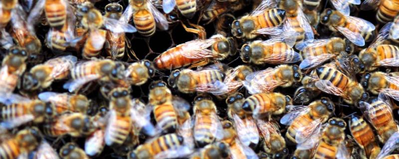 如何养蜂，需要办理什么手续吗