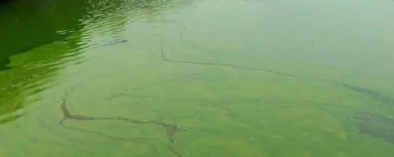 池塘裸藻的处理方法，是什么原因导致的