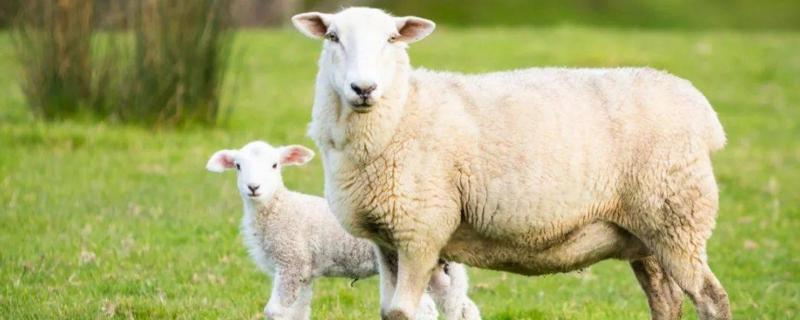 母羊下羔后如何喂料，羊一胎几只 母羊下羔多少天