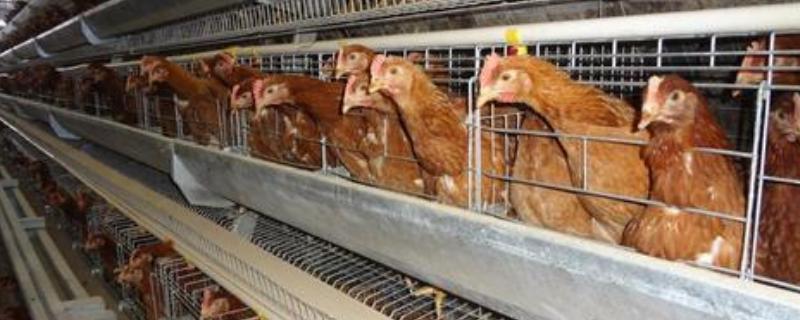 养鸡的鸡笼有几种，鸡笼消毒方法 养鸡的鸡笼有几种,鸡笼消毒方法