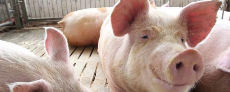 一头猪多重，猪养殖多久可以出栏 一头猪多长
