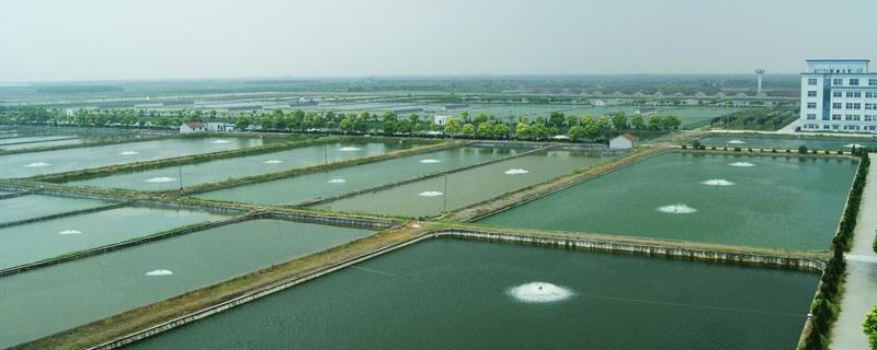 海虾怎么养殖，海虾和河虾哪个好 海虾与河虾区别