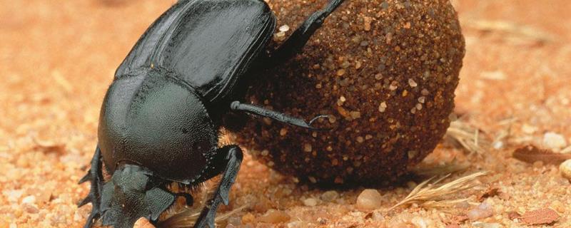 西班牙蜣螂的特点，附生活环境介绍 西班牙蜣螂主要特征