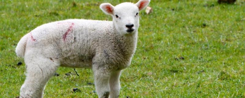 羊爱吃什么草，吃多了涨肚怎么办 羊爱吃什么草而且又好种呢