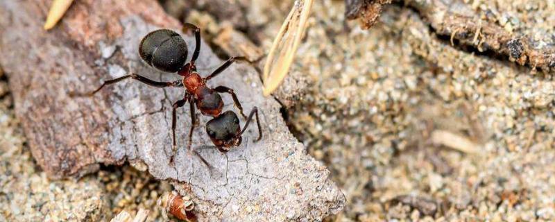 红火蚁的繁殖季节，红火蚁咬人吗（红火蚁可以活多久）