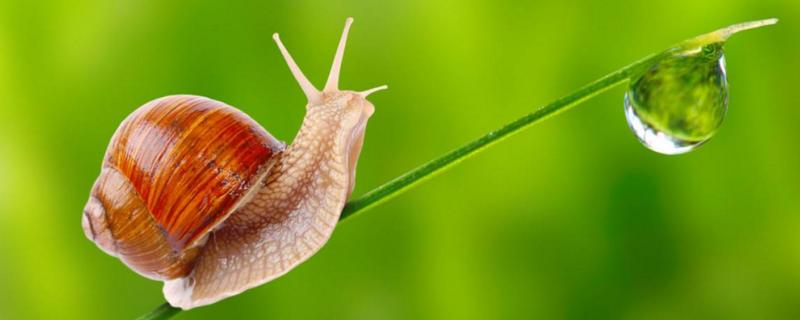 蜗牛怎么消灭，蜗牛是益虫还是害虫 蜗牛是益虫还是害虫视频