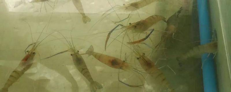 沼虾怎么养，是淡水虾还是海水虾 沼虾养殖技术条件
