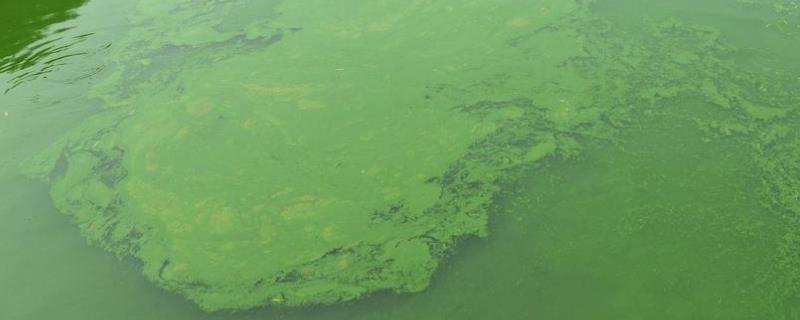 蓝藻对鱼塘的鱼有影响，蓝藻爆发的原因是什么