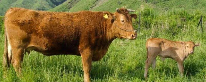 牛回草是什么，牛回草多少次正常 牛回头图片