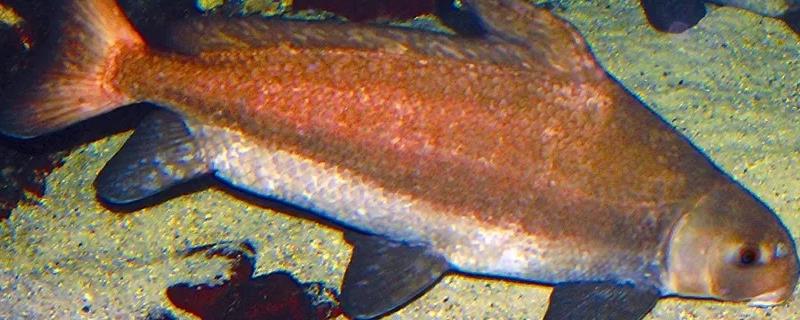 人工胭脂鱼可以合法养吗，人工胭脂鱼和野生的有什么区别