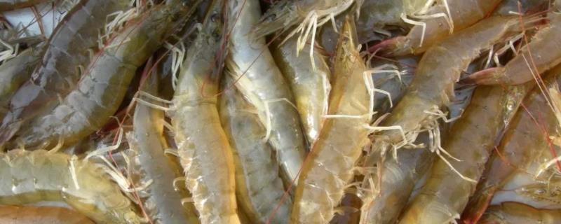 对虾纤毛虫如何处理，附病症和原因 对虾纤毛虫病的治疗方法