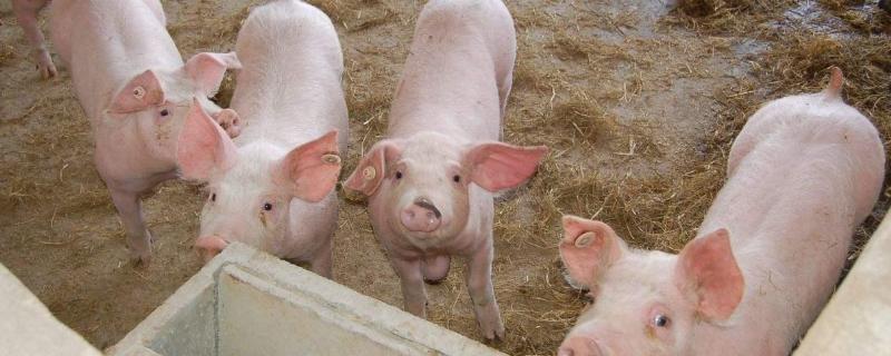 猪黄痢是什么，是什么原因导致的 猪黄痢是什么,是什么原因导致的呢