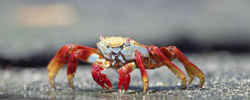 螃蟹需要用水养吗，水深多少合适（螃蟹需要用水养着吗?）