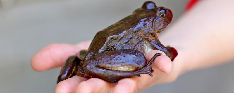 虎纹蛙和石蛙的区别，石蛙的天敌是什么