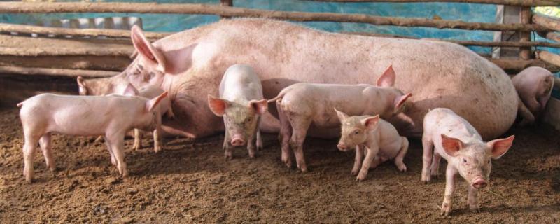 养猪几个月能出栏，养猪密度多少合适