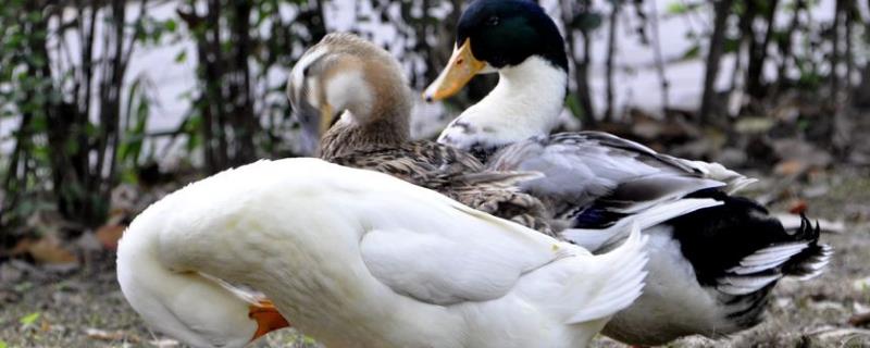 鸭浆膜炎用什么药，鸭浆膜炎的症状 鸭浆膜炎治疗方案