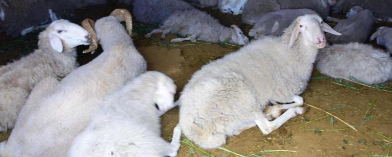 母羊产羔后怎样喂养，下羔前有什么前兆
