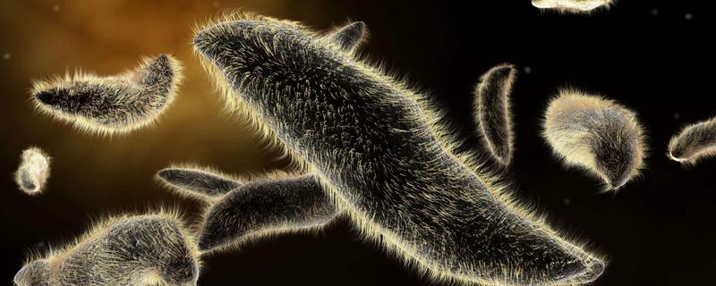 草履虫的生殖方式，属于什么动物（草履虫的生殖方式是什么）