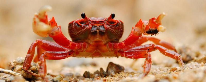 河蟹能活多久，以什么为食 河蟹能存活