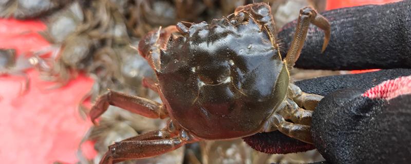 买的河蟹吃不完怎么养，河蟹和梭子蟹有什么区别