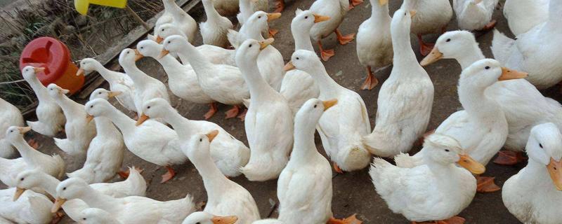 鸭子能长多少斤，常见的疾病有哪些（鸭子能长多少斤,常见的疾病有哪些症状）