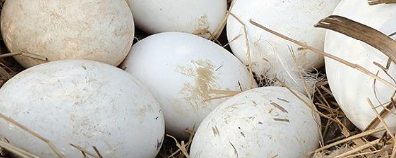 怎样人工孵化鹅蛋，需要多长时间 人工孵鹅蛋方法