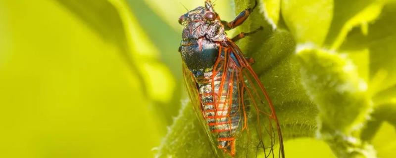 怎样人工养蝉，养金蝉的技术与方法 怎样人工养蝉,养金蝉的技术与方法视频