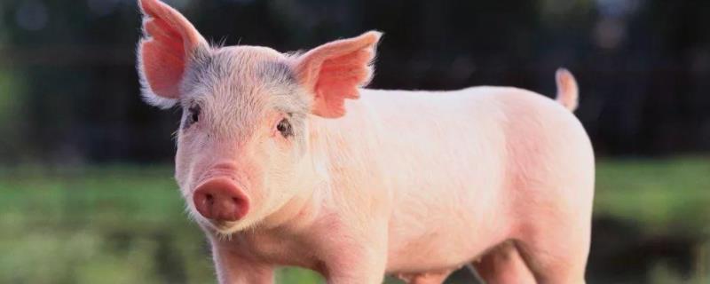 地塞米松对猪鼻炎治疗，猪鼻炎症状 猪用的地塞米松的作用