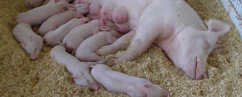 怀孕母猪怎么喂养，母猪产后怎么喂料