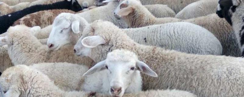 羊去角膏的使用方法，舔砖对羊有什么作用